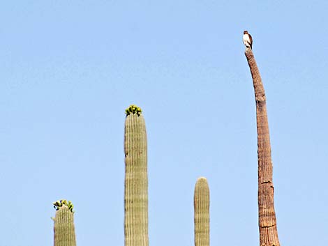 Swainson's Hawk (Buteo swainsoni)