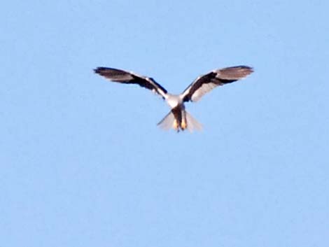 White-tailed Kite (Elanus leucurus)