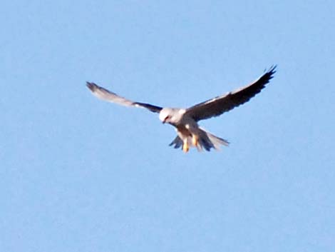 White-tailed Kite (Elanus leucurus)