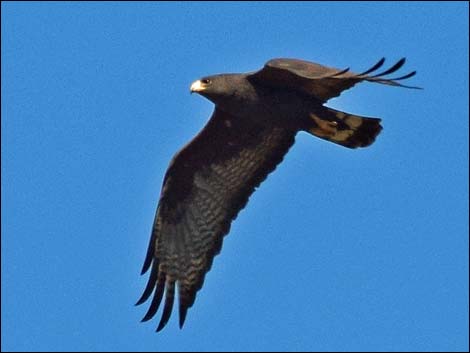 Zone-tailed Hawk (Buteo albonotatus)