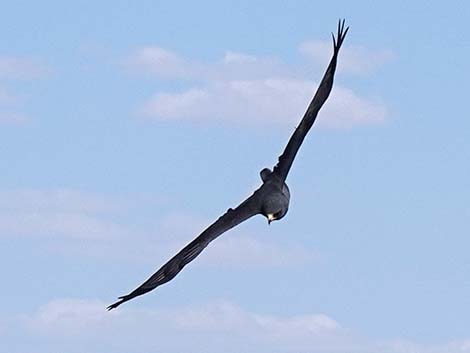 Zone-tailed Hawk (Buteo albonotatus)