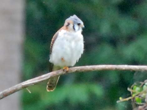 American Kestrel (Falco sparverius)