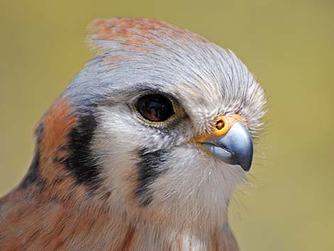 American Kestrel (Falco sparverius)