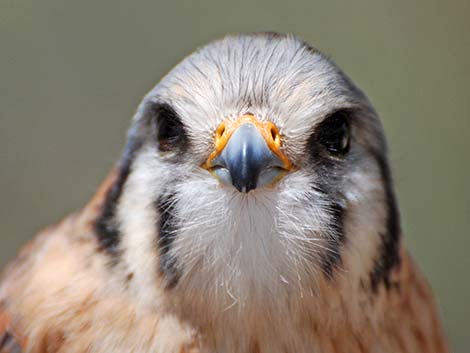 American Kestrel (Falco sparverius)