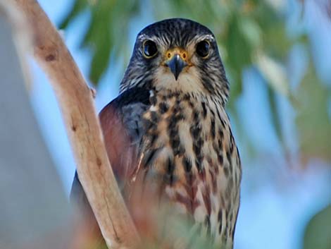 Merlin (Falco columbarius)