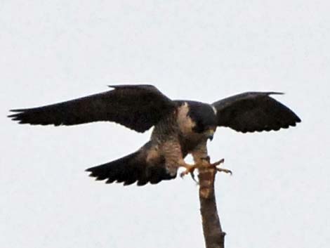 Peregrine Falcon (Falco peregrinus)