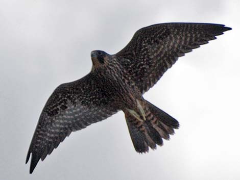 Peregrine Falcon (Falco peregrinus)