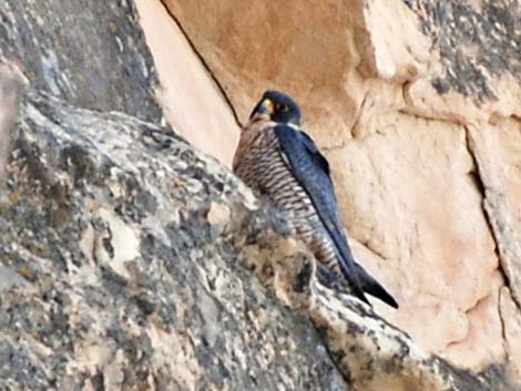 Peregrine Falcon (Falco peregrinus)