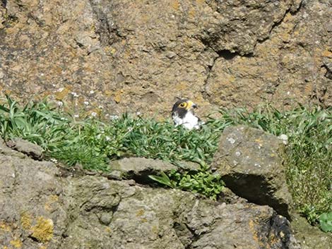 Peregrine Falcon (Falco peregrinus)