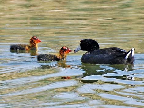 American Coot (Fulica americana)