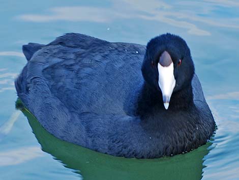 American Coot (Fulica americana)