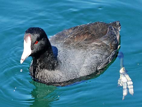 American Coot