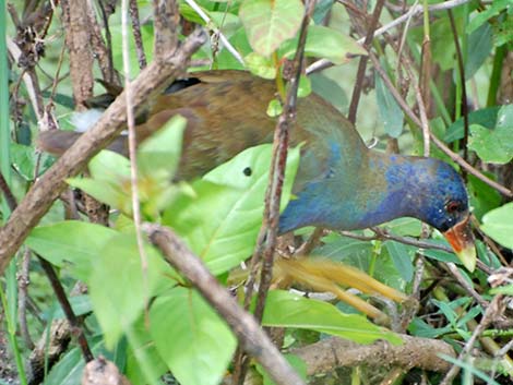 Purple Gallinule (Porphyrio martinicus)