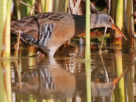 Virginia Rail (Rallus limicola)