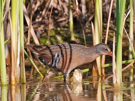 Virginia Rail (Rallus limicola)