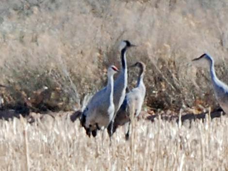 Common Crane (Grus grus)