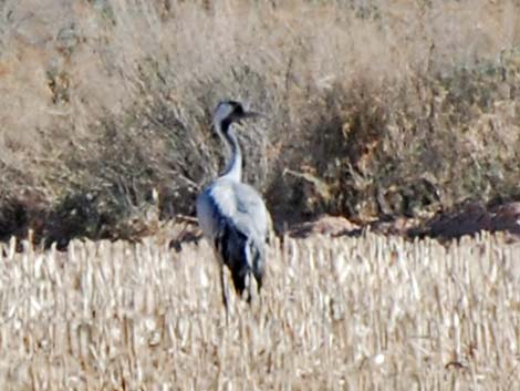 Common Crane (Grus grus)