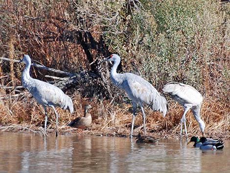 Sandhill Crane (Grus canadensis)