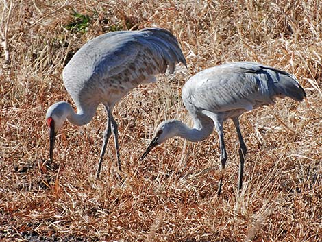 Sandhill Crane (Grus canadensis)