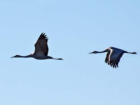 Sandhill Crane (Grus canadensis)