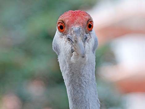 Crane Bird Facts  Gruidae - A-Z Animals