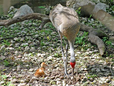 Sandhill Crane (Grus canadensis)