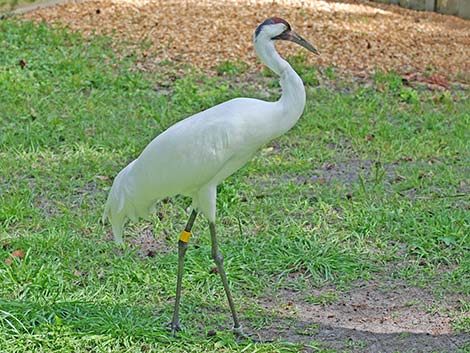 Whooping Crane (Grus americana)