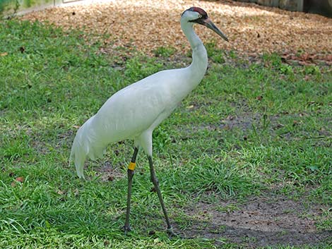 Whooping Crane (Grus americana)