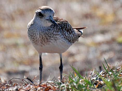 Black-bellied Plover (Pluvialis squatarola)