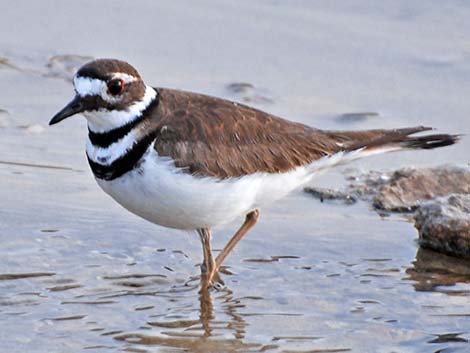 Killdeer (Charadrius vociferus)