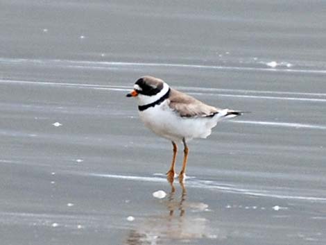 Semipalmated Plover (Charadrius semipalmatus)