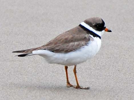 Semipalmated Plover (Charadrius semipalmatus)