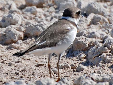 Semipalmated Plover (Charadrius semipalmatus)