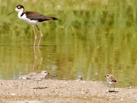 Snowy Plover (Charadrius nivosus)