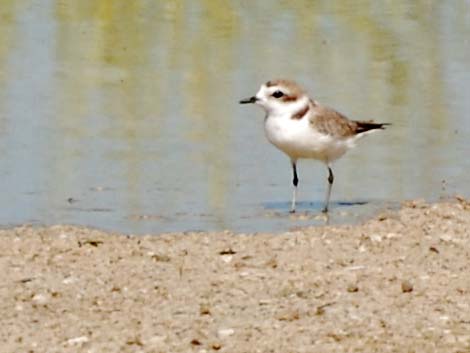 Snowy Plover (Charadrius nivosus)