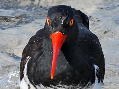 American Oystercatcher (Haematopus palliatus)