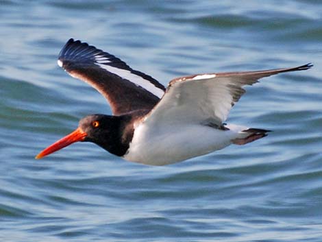 American Oystercatcher (Haematopus palliatus)