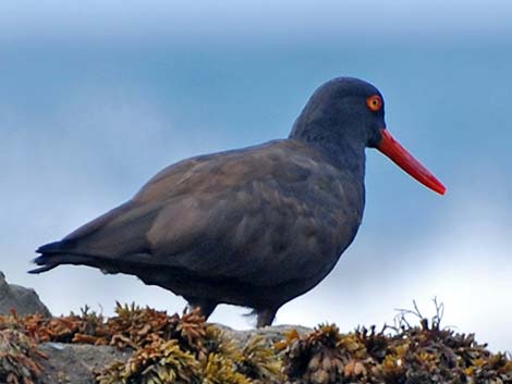 Black Oystercatcher (Haematopus bachmani)