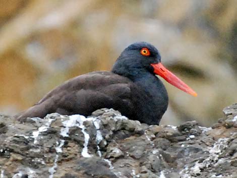 Black Oystercatcher (Haematopus bachmani)