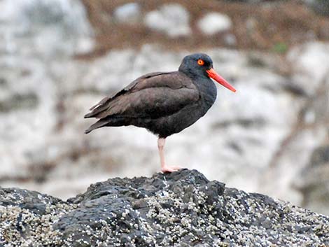 Black Oystercatcher (Haematopus bachmani)