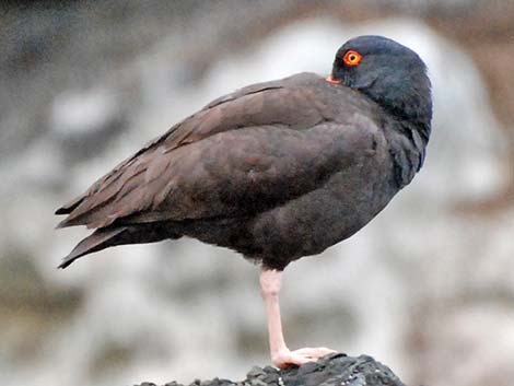 Black Oystercatcher (Haematopus bachmani)