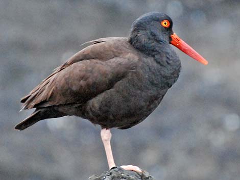 Black Oystercatcher (Haematopus bachmani)