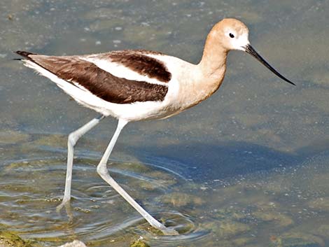 American Avocet (Recurvirostra americana)