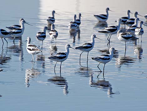 American Avocet (Recurvirostra americana)