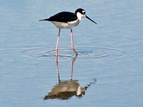 Black-necked Stilt (Himantopus mexicanus)