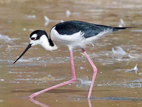 Black-necked Stilt (Himantopus mexicanus)