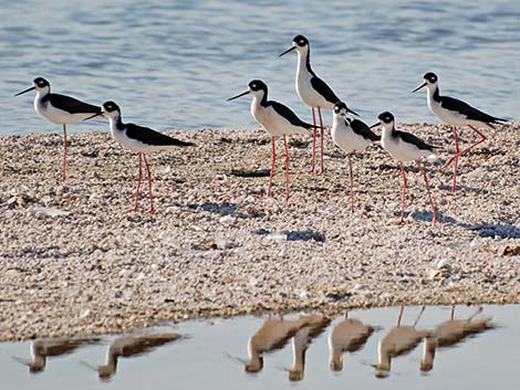 Black-necked Stilt (Himantopus mexicanus)