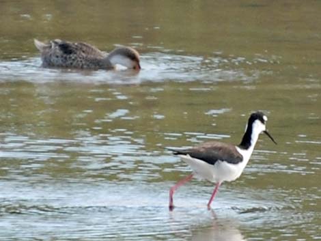 Black-necked Stilt (Himantopus mexicanus)