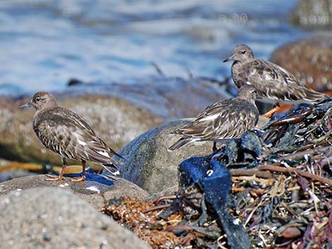 Black Turnstone (Arenaria melanocephala)