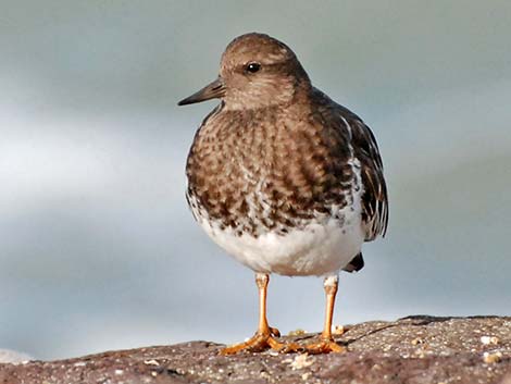 Black Turnstone (Arenaria melanocephala)